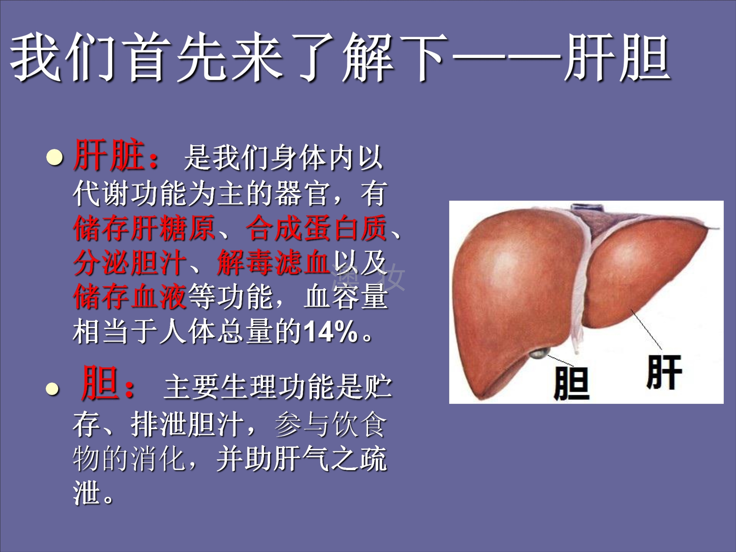 澳妆:肝胆排毒原理