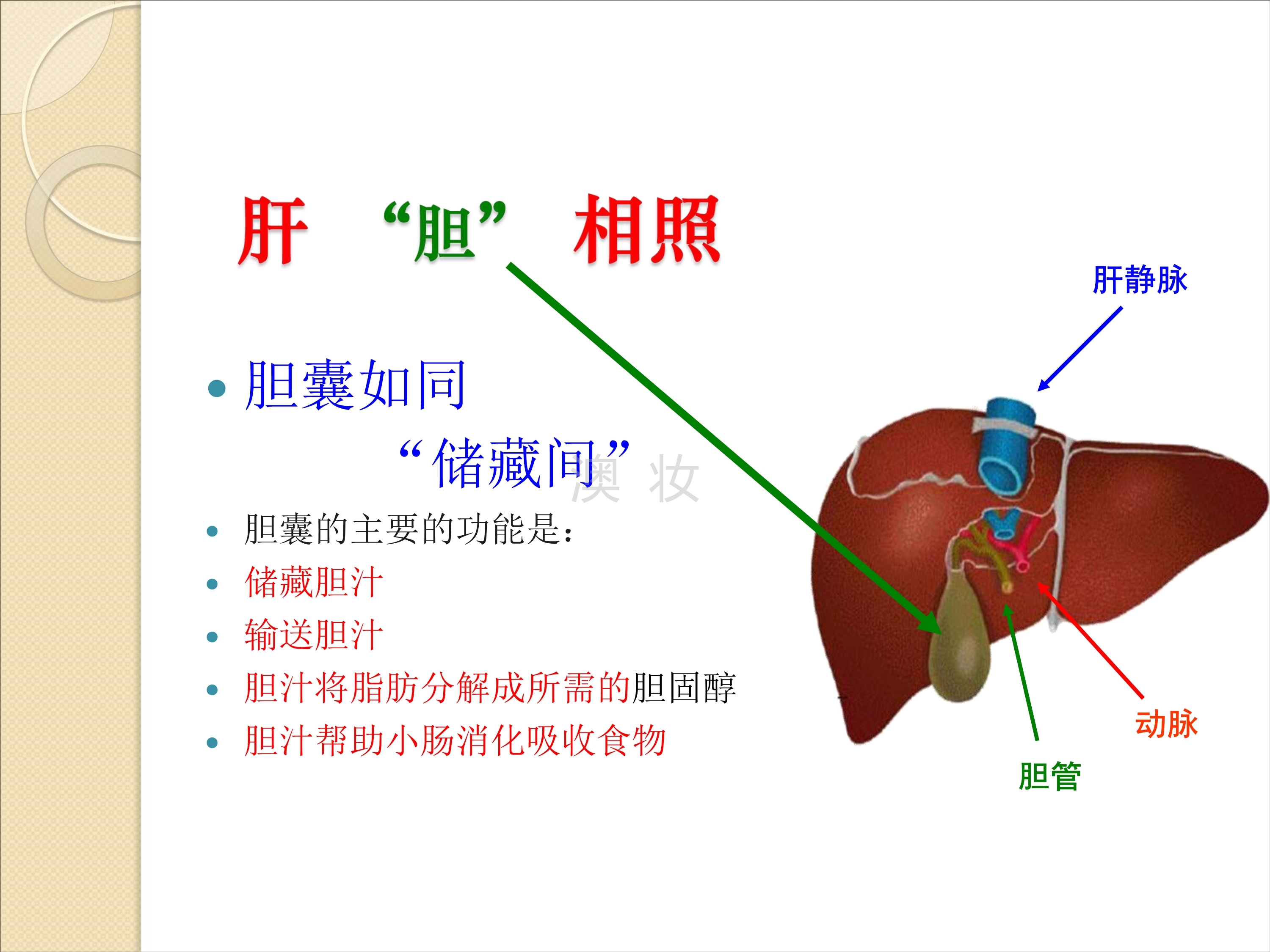 澳妆:肝胆排毒课件ppt