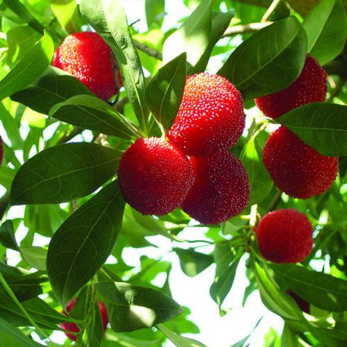 仙居东魁杨梅水果