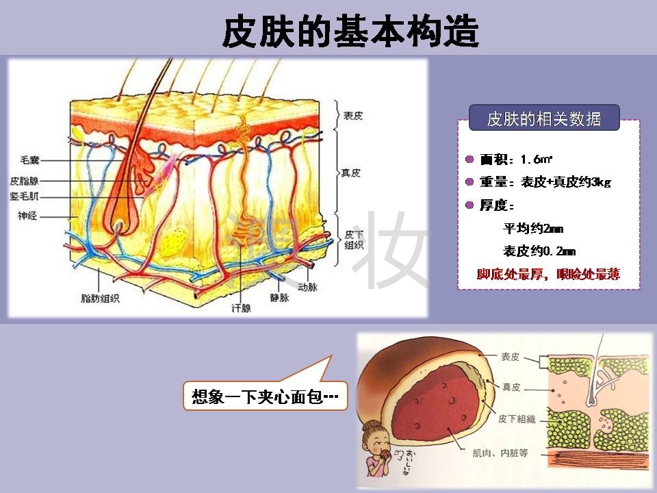 皮肤覆盖全身,它使体内各种组织和器官免受物理性,机械性,化学性和病