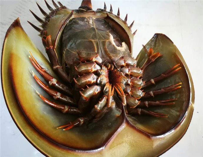 南天实录第6期中华鲎我不要你觉得我要我觉得