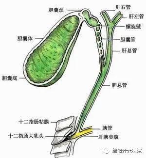 胆囊有啥用?