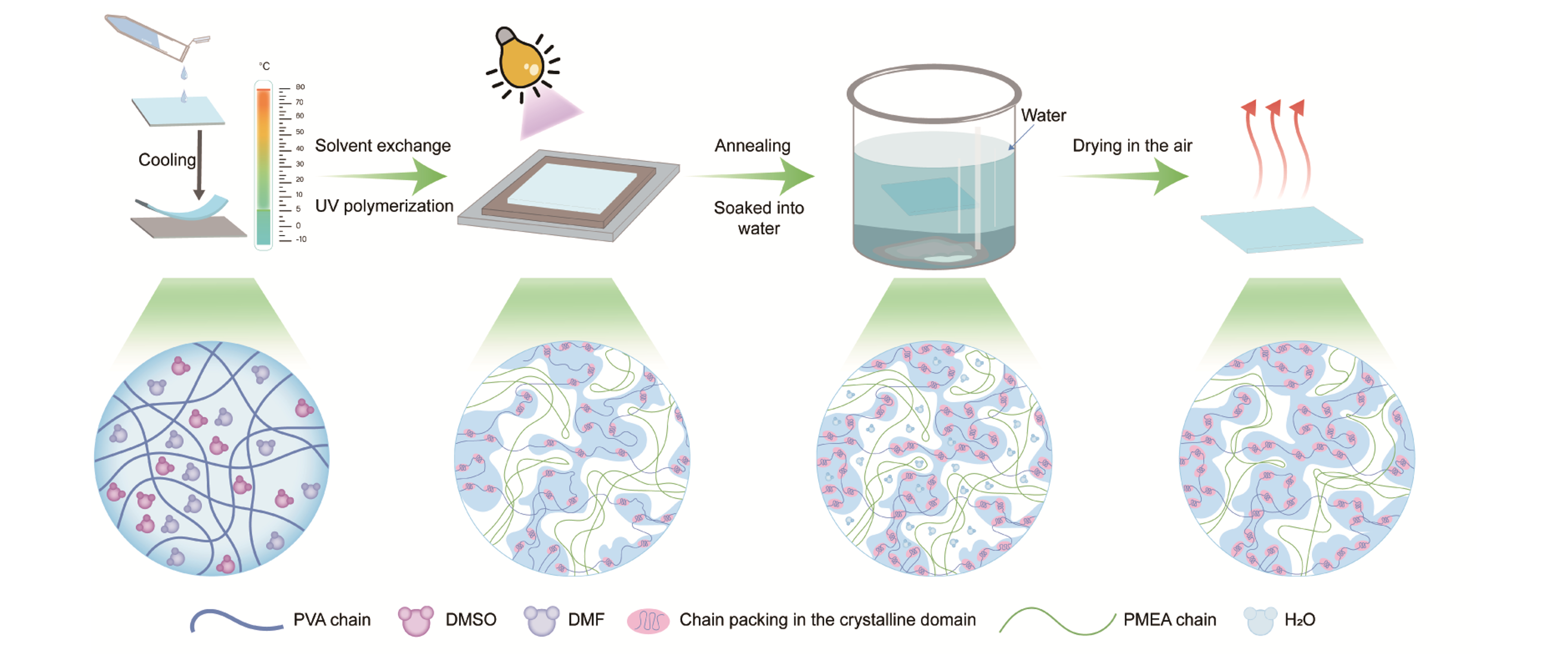 高强韧和自适应水陆两用聚合物材料