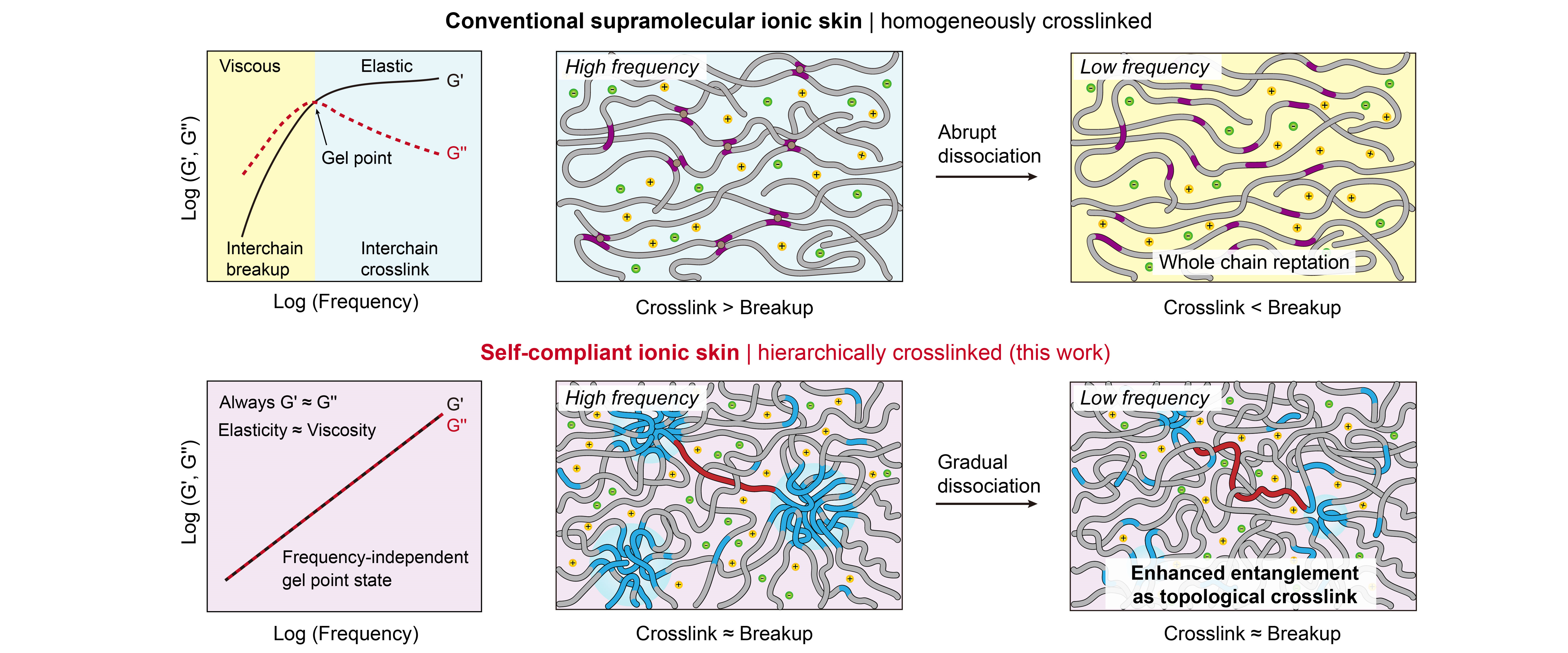 自顺服离子皮肤