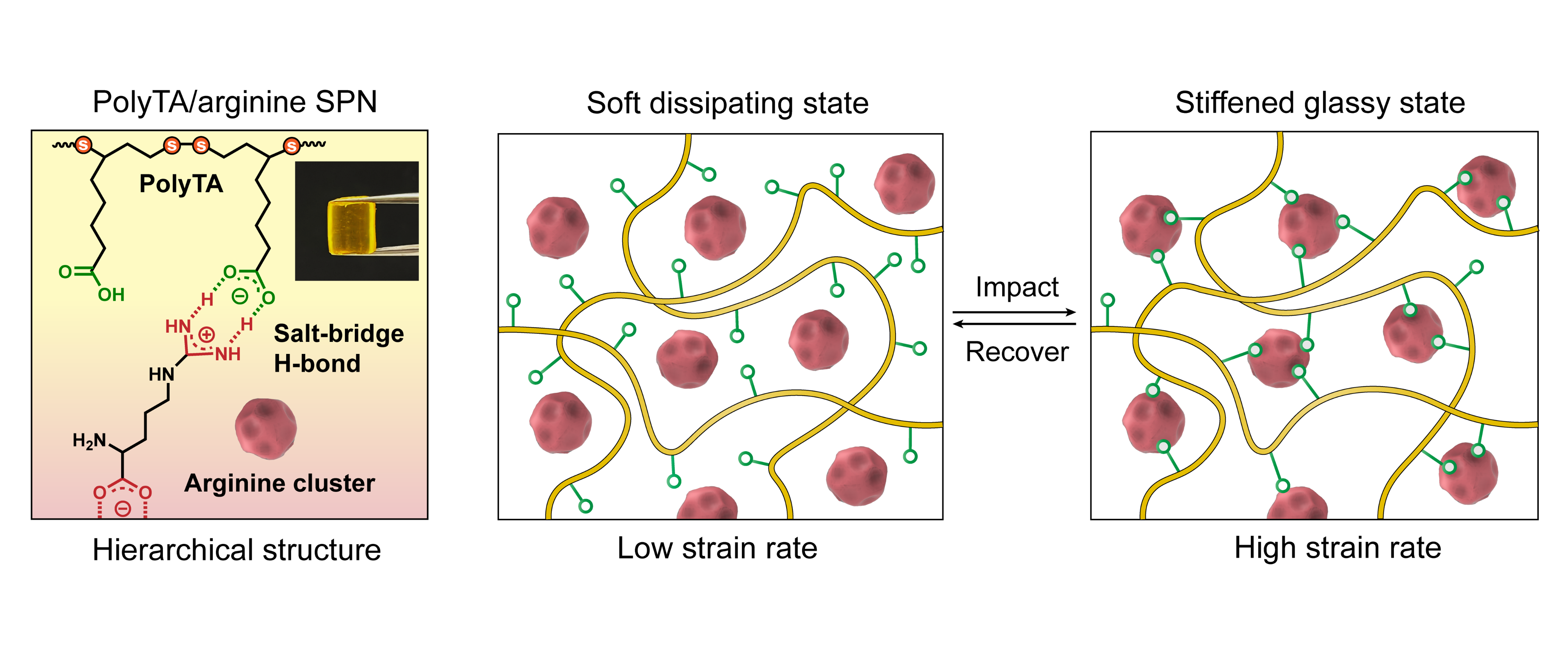 高熵罚策略设计冲击硬化超分子聚合物
