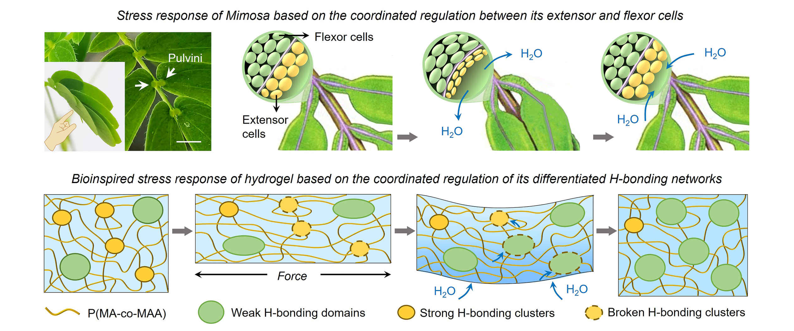 刺激响应水凝胶实现含羞草启发的应激响应行为