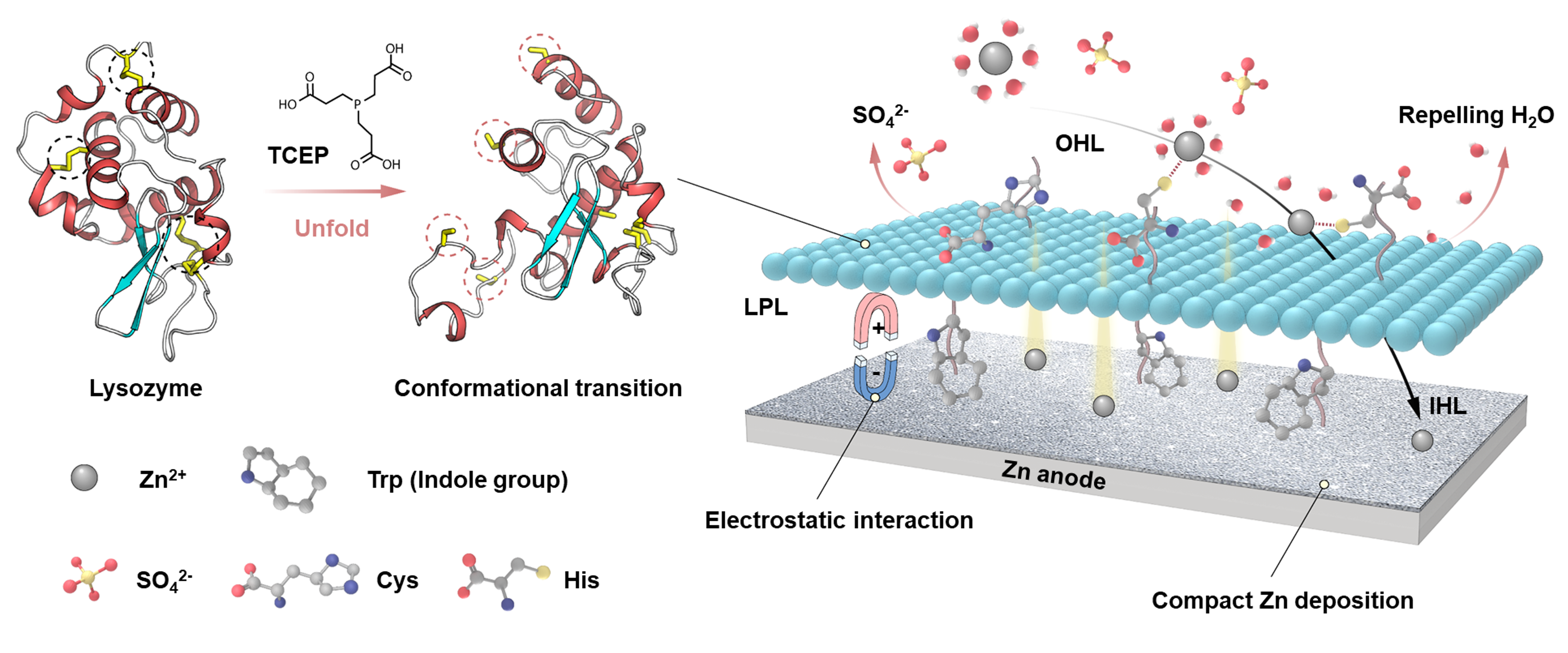 溶菌酶构象转变调控锌金属界面电化学