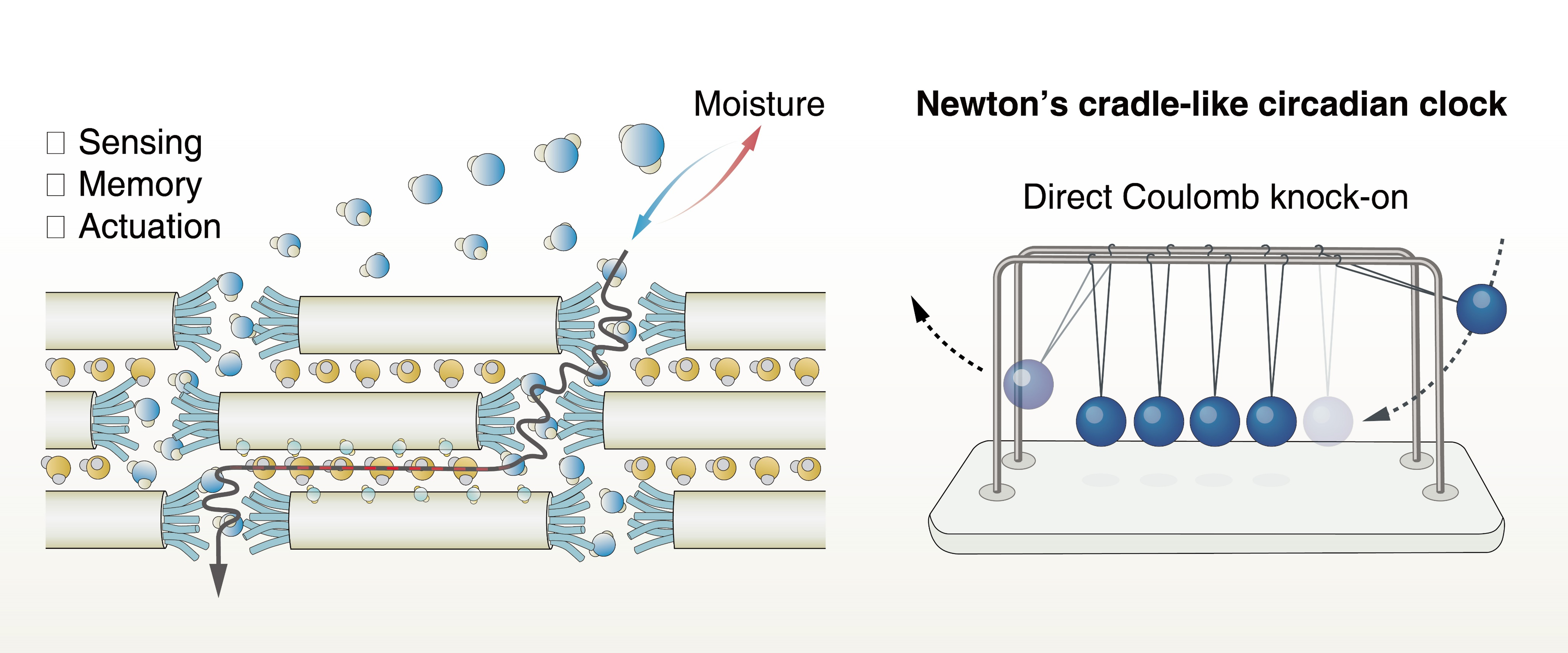 内置生物钟与记忆的水凝胶纤维