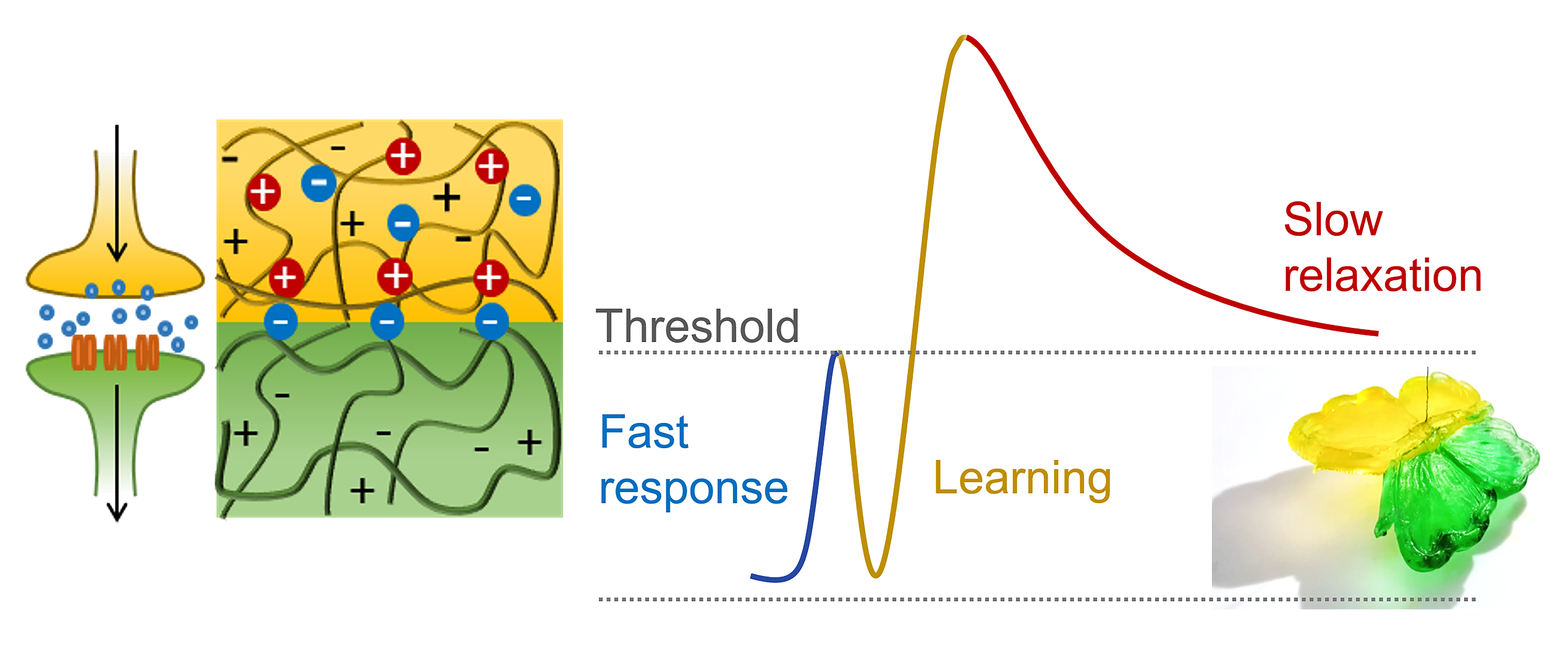 离子凝胶实现仿生学习、记忆和自主决策