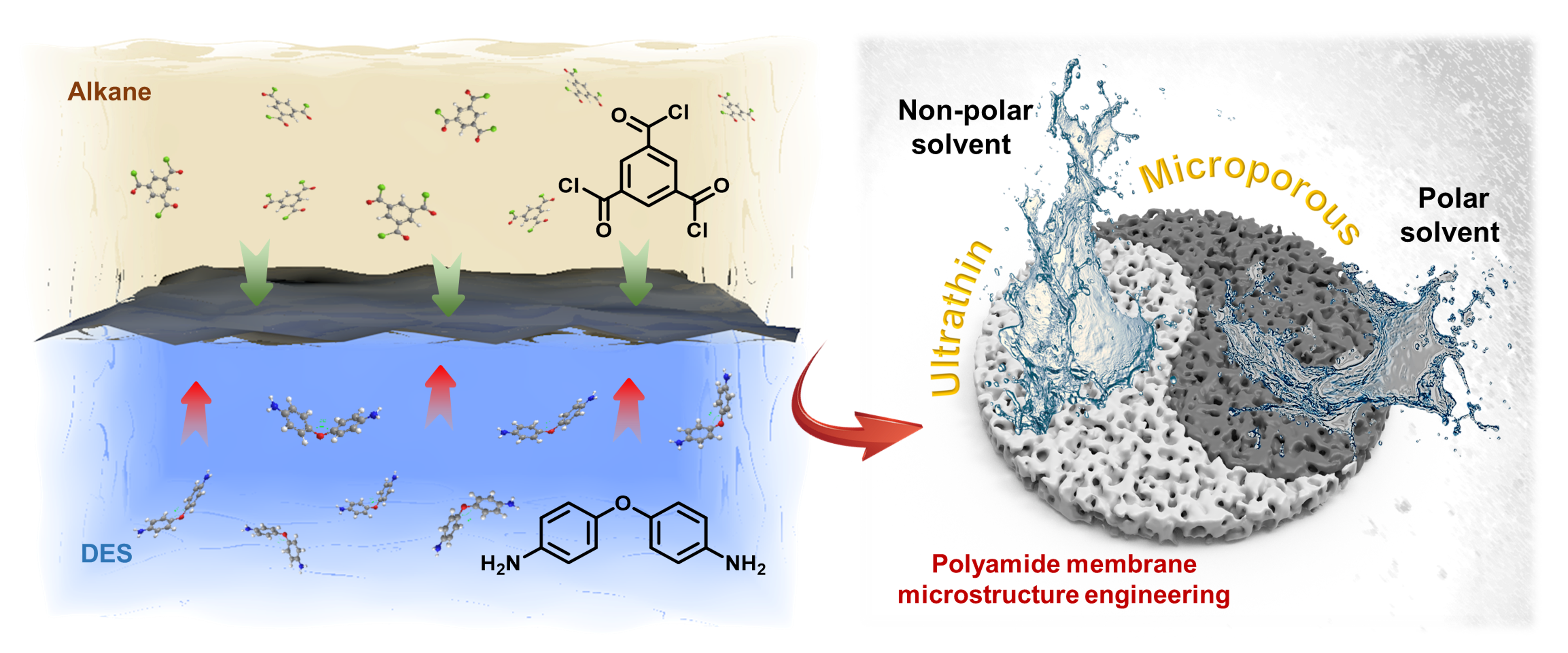 低共熔溶剂/烷烃界面聚合助力制备高性能聚酰胺有机溶剂纳滤膜