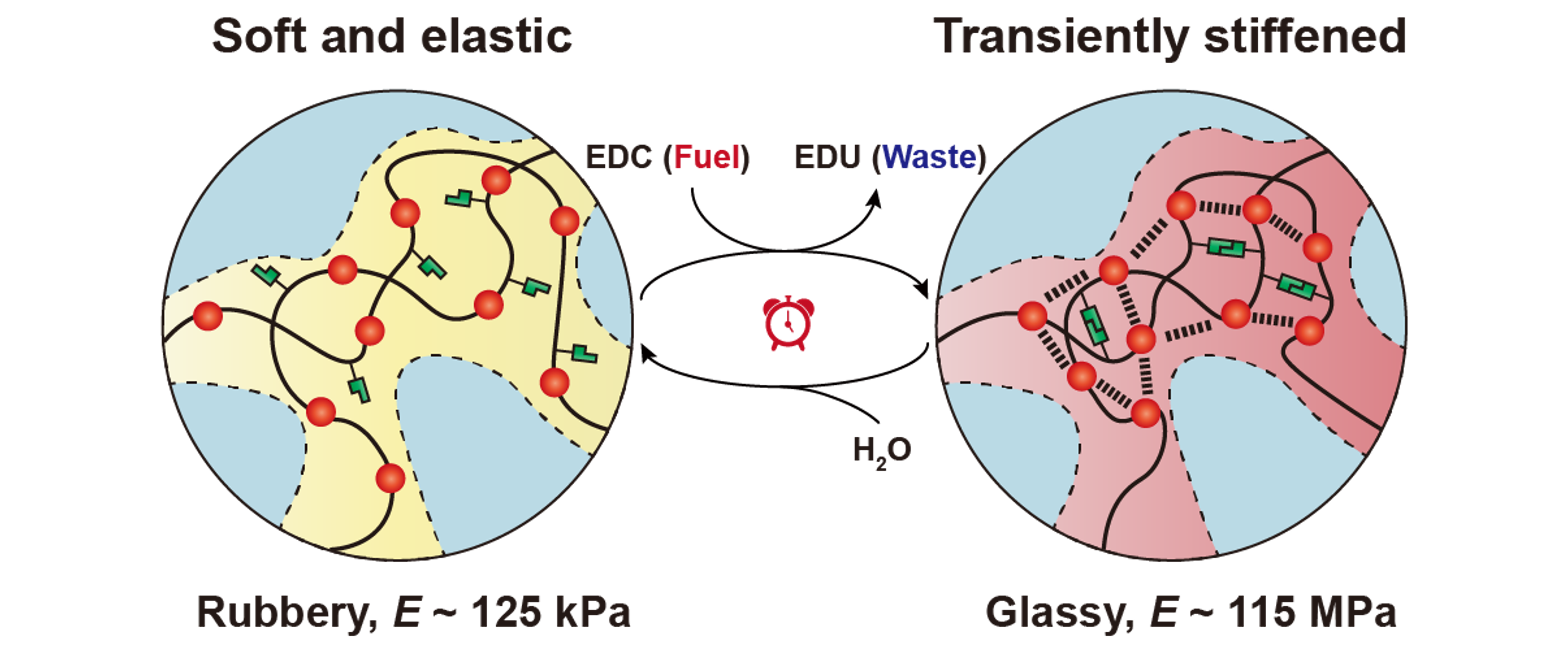 化学燃料驱动的瞬态硬化水凝胶